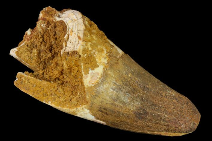 Large, Cretaceous Fossil Crocodile Tooth - Morocco #140618